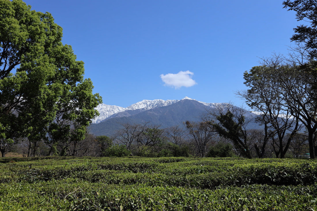 What Makes Kangra Tea So Special? A Hidden Gem of the Himalayas