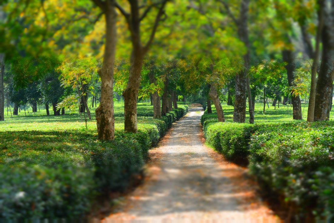 Why Single-Estate Teas Are Worth It