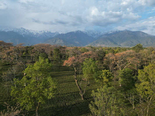 What Does “Chemical-Free Tea” Really Mean?