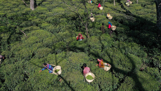 A Day at Wah Tea Estate — Where Your Tea Comes From