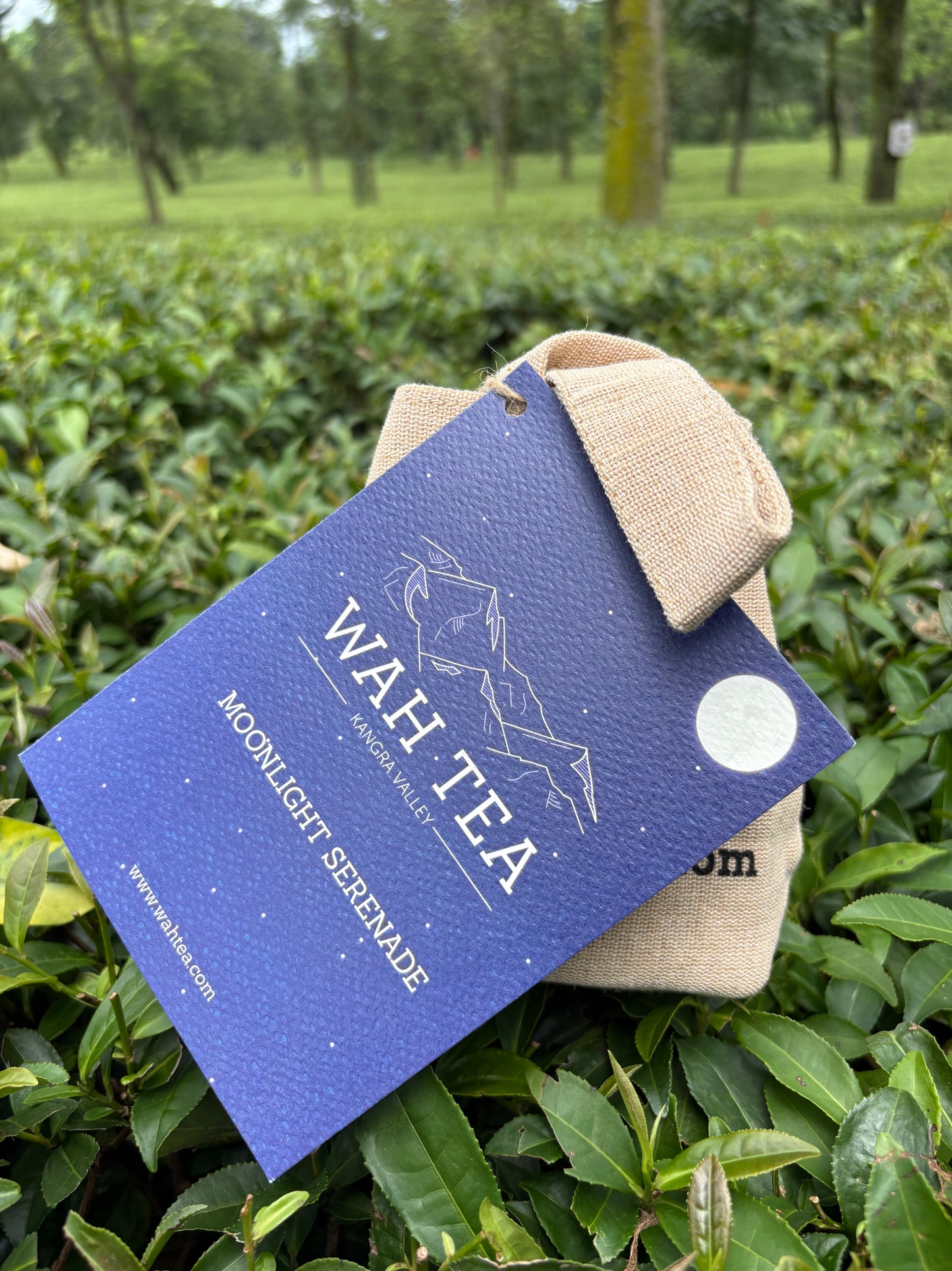 Moonlight Serenade · Loose Leaf · 30g · Speciality White Tea