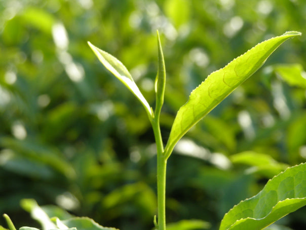 2 leaves and bud pluck at wah