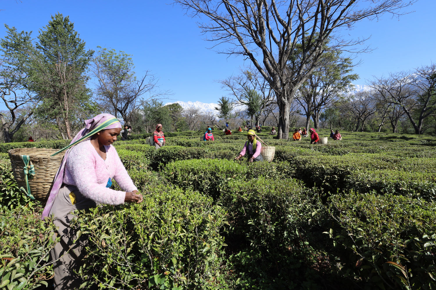 Tea plucker harvesting leaves at Wah Tea Estate, Kangra Valley