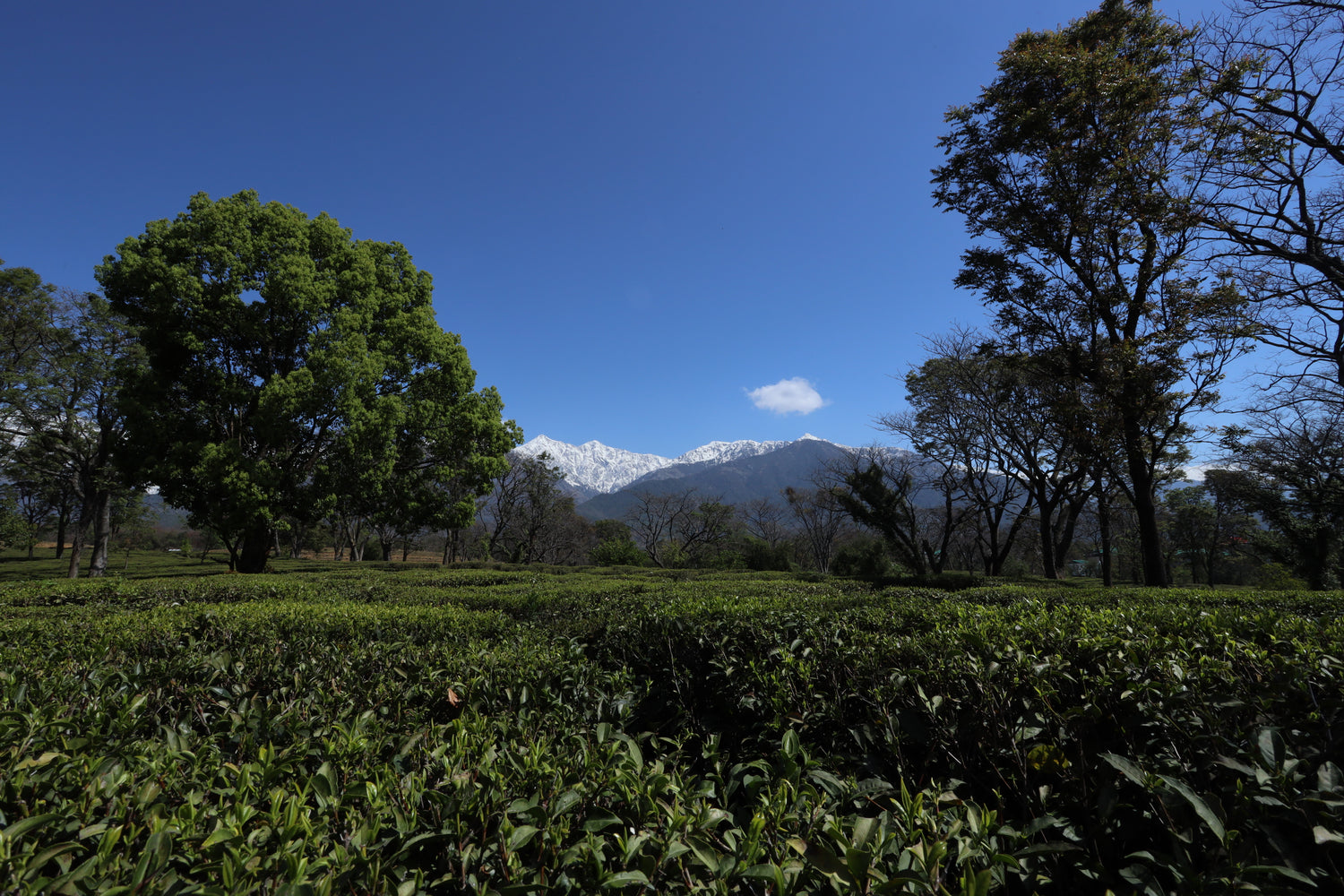 Tea bushes on the hillside at Wah Tea Estate, Palampur